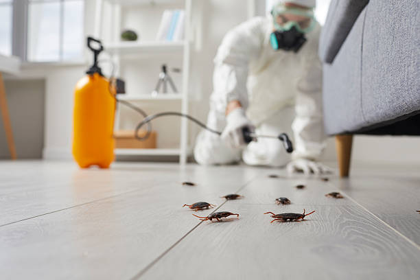 Commercial Kitchen Cockroach Control in Hebbronville